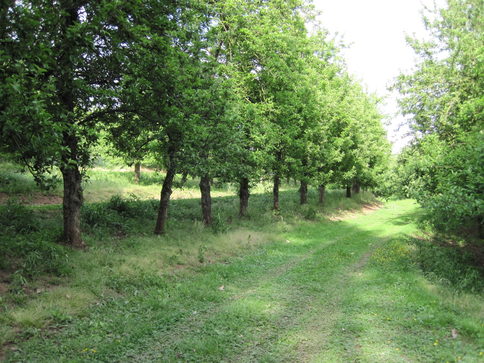 Apple County Cider